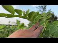 gliricidia tree pruning what should be the height