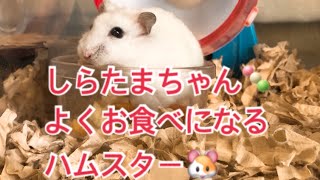 しらたまちゃん🍡 よくお食べになられるハムスター🐹