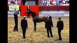 Minotaur + ( Menes RASB x Amurath Selari) 1996 Canadian Nationals Arabian Horse Show Stallion Final