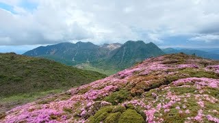 【くじゅう連山：平治岳】ショート動画紹介編。男池登山口から平治岳へ。ミヤマキリシマ祭りに間に合うか⁉。（2024/6/7）