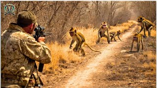 كيف يقوم الصيادون بصيد قرود البابون 🐒والفهود 🐆 بإستخدام الأسلحة؟ مواجهة نارية 🔥