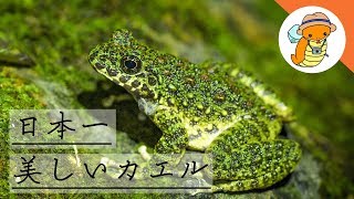 日本一美しいカエル!! アマミイシカワガエルの話 -奄美大島編-   Ishikawa's frog  -The most beautiful frog in Japan-