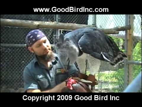 Harpy Eagle Training Youtube
