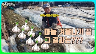 [마늘 겨울나기] 혹한을 이겨낸 마늘 그 결과는??