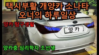 택시부활 개양카 소나타의 일상 vlog. [양카오너의 하루는 어떨까?]  양카충 심리학자 조선생