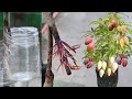 Water Air-Layring On Mango Plant/ 100/- Success Result