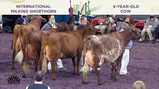 939 MILKING SHORTHORN FIVE YEAR OLD