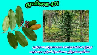 காட்டு நெட்டிலிங்கம்| Kattu nettilingam | Polyalthia suberosa | corky debber tree | அலசல் | Alasal