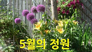 5월의 정원. Garden in May