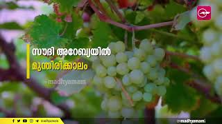 സൗദി അറേബ്യയിൽ മുന്തിരിക്കാലം | Grape season in Saudi Arabia