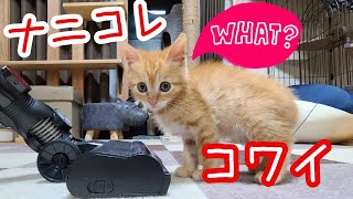 はじめて掃除機を見た子猫の反応がこちらです【保護猫】