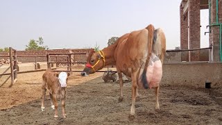 Pure jersey cow for sale in Pakistan | Jersey cow sale in Punjab today | jarsi cow farm in Pakistan