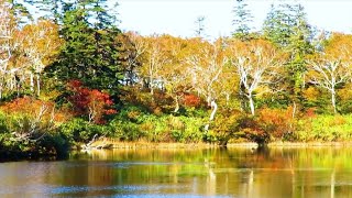 ニセコ 神仙沼　紅葉トレッキングツアー