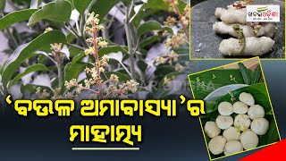 ‘ବଉଳ ଅମାବାସ୍ୟା’ର ମାହାତ୍ମ୍ୟ | Baula Amabasya | Khabar Odisha