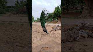 Beautiful Peacock #ytshorts #peacock #shorts #birds #wildlife