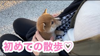 柴犬の赤ちゃん初めてのお散歩♡#Shorts