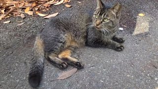 にゃーん♪とかわいい鳴き声で藪から出てきてゴロンしちゃうタヌキっぽい毛色の幼いねこ　-Diary of visiting cats in Japan-