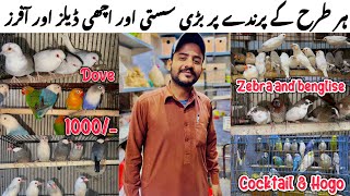 New best offers of all birds || Best offers for new fanciers || Very cheap price.