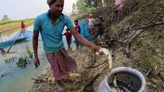 নদীতে কাটাল দিয়ে মাছ ধরা | Best Traditional River Fishing Technique