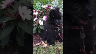 Adorable Black Pomeranian Puppy 🥰🐶💝 #cutedog #adorable #cutenessoverload #doglover #shorts