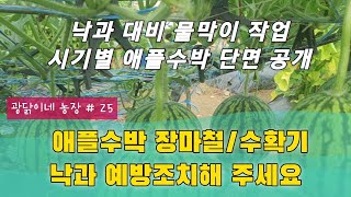 에플수박 장마철 / 수확기 낙과 예방 조치