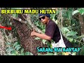 panen madu hutan apisdorsata sarang nya super pendek.