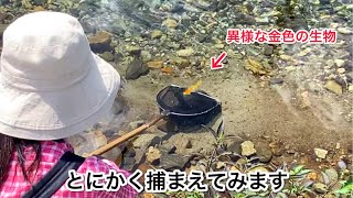 鉱毒を垂れ流された川で見た事ない不思議な生物を発見！