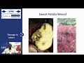 AG CHEM LIVE: Sweet Potato Crop Care - Dec 11, 2020