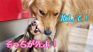 一度噛み付いたら放さない！大型犬に引けを取らない我が家のお転婆娘がこちら。ゴールデンレトリバーのクッキーとミニチュアダックスフンドの子犬ショコラとの幸せな日常