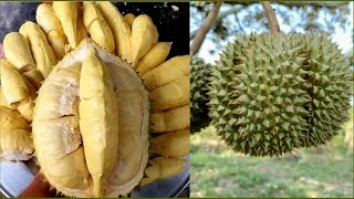 amazing skill cutting durian on street,路上でドリアンをカットする驚くべきスキル kỹ năng tuyệt vời cắt sầu riêng trên đườ