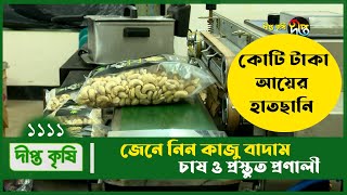 Deepto Krishi/দীপ্ত কৃষি- কাজু বাদাম চাষে কোটি টাকা আয়ের হাতছানি, জেনে নিন প্রস্তুত প্রণালী | 1111