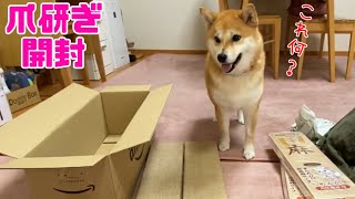 柴犬と4匹の先住猫全員登場！爪研ぎで遊ぶ様子をまったり観察してみた。ラストはおまけ🐕