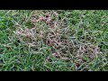 Red Thread - Most Common Turf Disease in the World