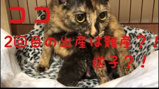 【閲覧注意】超難産！！ココ2回目の出産！4匹の仔猫達が産まれました！