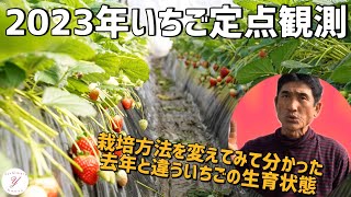 【いちご栽培】2023年いちごの生育状態を定点観測