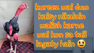 aseel ki malish kis tail sa karni chiye or dum ki kureez kaisy jaldi karain