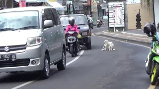 バリ島　ウブド　朝の散歩　車道に犬が座り込み　Bail Ubud morning walk