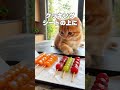 タンフルいかがですかにゃ〜😸 ai猫 ai子猫 猫が好き 猫のいる暮らし 猫の日常 ai料理