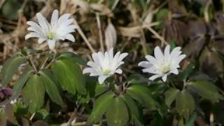 里山散歩　春色満ちゆく　The color of spring is filling up 　2020・3・27　（4K)