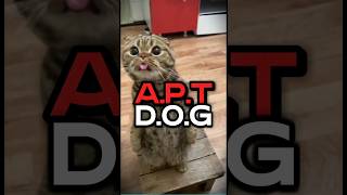 FUNNY APT DOGS #funny #dog #apt #shorts #feedshorts