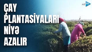 Çayçılıq təsərrüfatlarında mövsüm hazırlığı: plantasiyalarda budama aparılır