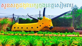 ឋានសួគ៌មេអំបៅ លាក់ខ្លួនក្នុងក្រុងសៀមរាប