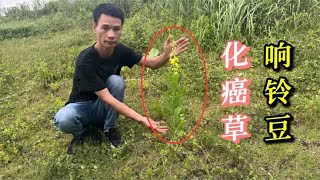 绿化带不起眼的“化癌草”，其实就是农村常见的响铃豆，来看看