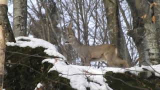 European roe deer in winter