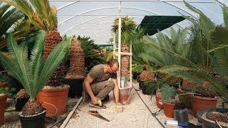 Preparing a large Cycas thouarsii (cycad) for shipping