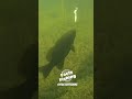 smallmouth bass eats a curly tail grub shorts