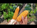 ചട്ടിയിൽ ചോളം🌽 ഉണ്ടാക്കിയാലോ😮 എല്ലാവർക്കും ചോളം വീട്ടിൽ തന്നെ ഉണ്ടാക്കാം