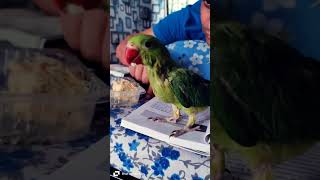 Mithoo Exam Time| #yt #song #explore #parrot #pets #bollywood #song #hindi #reels #cockatielsinging