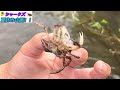 【夏休み企画】川の生物調査！！！