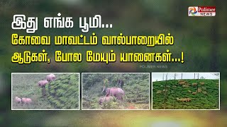 இது எங்க பூமி.. கோவை மாவட்டம் வால்பாறையில் ஆடுகள், போல மேயும் யானைகள்..!